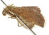  ( - BIOUG00984-A05)  @13 [ ] CreativeCommons - Attribution (2011) CBG Photography Group Centre for Biodiversity Genomics
