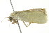  ( - BIOUG00984-F01)  @13 [ ] CreativeCommons - Attribution (2011) CBG Photography Group Centre for Biodiversity Genomics