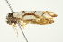  ( - BIOUG00985-D09)  @12 [ ] CreativeCommons - Attribution (2011) CBG Photography Group Centre for Biodiversity Genomics