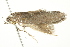  ( - BIOUG00985-E09)  @12 [ ] CreativeCommons - Attribution (2011) CBG Photography Group Centre for Biodiversity Genomics