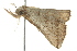  ( - BIOUG00985-F04)  @13 [ ] CreativeCommons - Attribution (2011) CBG Photography Group Centre for Biodiversity Genomics
