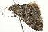  ( - BIOUG00985-G11)  @13 [ ] CreativeCommons - Attribution (2011) CBG Photography Group Centre for Biodiversity Genomics