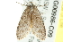  ( - BIOUG00986-C09)  @13 [ ] CreativeCommons - Attribution (2011) CBG Photography Group Centre for Biodiversity Genomics