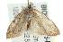  ( - BIOUG00986-D12)  @13 [ ] CreativeCommons - Attribution (2011) CBG Photography Group Centre for Biodiversity Genomics