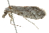  (Nola cycotaEF02 - BIOUG00987-E06)  @14 [ ] CreativeCommons - Attribution (2011) CBG Photography Group Centre for Biodiversity Genomics