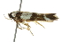  (Macrobathra euryleuca - BIOUG00987-G04)  @13 [ ] CreativeCommons - Attribution (2011) CBG Photography Group Centre for Biodiversity Genomics