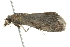  ( - BIOUG00987-G06)  @12 [ ] CreativeCommons - Attribution (2011) CBG Photography Group Centre for Biodiversity Genomics