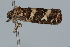  ( - BIOUG37472-B08)  @11 [ ] CreativeCommons - Attribution (2018) CBG Photography Group Centre for Biodiversity Genomics