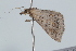  ( - BIOUG37472-D07)  @12 [ ] CreativeCommons - Attribution (2018) CBG Photography Group Centre for Biodiversity Genomics