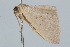  ( - BIOUG37472-D12)  @12 [ ] CreativeCommons - Attribution (2018) CBG Photography Group Centre for Biodiversity Genomics