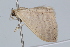  ( - BIOUG37472-F11)  @12 [ ] CreativeCommons - Attribution (2018) CBG Photography Group Centre for Biodiversity Genomics