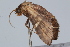  ( - BIOUG37472-F12)  @11 [ ] CreativeCommons - Attribution (2018) CBG Photography Group Centre for Biodiversity Genomics