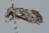  ( - BIOUG37472-H06)  @11 [ ] CreativeCommons - Attribution (2018) CBG Photography Group Centre for Biodiversity Genomics