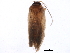  ( - BIOUG37514-B02)  @11 [ ] CreativeCommons - Attribution (2018) CBG Photography Group Centre for Biodiversity Genomics