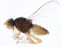  (Tethina pallidiseta - BIOUG37514-H06)  @11 [ ] CreativeCommons - Attribution (2018) CBG Photography Group Centre for Biodiversity Genomics