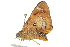  ( - BIOUG37516-B04)  @11 [ ] CreativeCommons - Attribution (2018) CBG Photography Group Centre for Biodiversity Genomics
