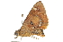  ( - BIOUG37516-B05)  @11 [ ] CreativeCommons - Attribution (2018) CBG Photography Group Centre for Biodiversity Genomics