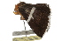  ( - BIOUG37516-B06)  @12 [ ] CreativeCommons - Attribution (2018) CBG Photography Group Centre for Biodiversity Genomics
