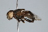  (Eristalinus aurulans - BIOUG37518-H03)  @14 [ ] CreativeCommons - Attribution (2018) CBG Photography Group Centre for Biodiversity Genomics