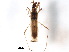  ( - BIOUG37519-G11)  @11 [ ] CreativeCommons - Attribution (2018) CBG Photography Group Centre for Biodiversity Genomics