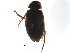  ( - BIOUG37519-H04)  @11 [ ] CreativeCommons - Attribution (2018) CBG Photography Group Centre for Biodiversity Genomics