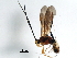  ( - BIOUG37521-E08)  @13 [ ] CreativeCommons - Attribution (2017) CBG Photography Group Centre for Biodiversity Genomics