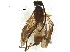  ( - BIOUG37512-B08)  @11 [ ] CreativeCommons - Attribution (2018) CBG Photography Group Centre for Biodiversity Genomics