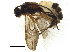  (Aleiodes dangerlingi - BIOUG37512-H01)  @14 [ ] CreativeCommons - Attribution (2018) CBG Photography Group Centre for Biodiversity Genomics