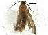  ( - BIOUG37597-A11)  @11 [ ] CreativeCommons - Attribution (2018) CBG Photography Group Centre for Biodiversity Genomics