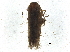  ( - BIOUG37597-G05)  @11 [ ] CreativeCommons - Attribution (2018) CBG Photography Group Centre for Biodiversity Genomics