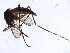  ( - BIOUG37599-D10)  @12 [ ] CreativeCommons - Attribution (2018) CBG Photography Group Centre for Biodiversity Genomics