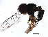  ( - BIOUG37599-E04)  @11 [ ] CreativeCommons - Attribution (2018) CBG Photography Group Centre for Biodiversity Genomics