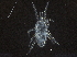 ( - BIOUG37601-E01)  @11 [ ] CreativeCommons - Attribution (2018) CBG Photography Group Centre for Biodiversity Genomics
