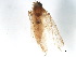  ( - BIOUG37602-C03)  @11 [ ] CreativeCommons - Attribution (2018) CBG Photography Group Centre for Biodiversity Genomics