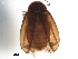 ( - BIOUG37602-F01)  @11 [ ] CreativeCommons - Attribution (2018) CBG Photography Group Centre for Biodiversity Genomics