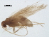  ( - BIOUG37602-G01)  @11 [ ] CreativeCommons - Attribution (2018) CBG Photography Group Centre for Biodiversity Genomics