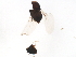  (Scaphisoma funereum - BIOUG37604-A12)  @11 [ ] CreativeCommons - Attribution (2018) CBG Photography Group Centre for Biodiversity Genomics