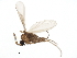  ( - BIOUG37606-A05)  @11 [ ] CreativeCommons - Attribution (2018) CBG Photography Group Centre for Biodiversity Genomics