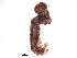  ( - BIOUG37607-G11)  @12 [ ] CreativeCommons - Attribution (2018) CBG Photography Group Centre for Biodiversity Genomics