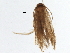  ( - BIOUG37608-B05)  @11 [ ] CreativeCommons - Attribution (2018) CBG Photography Group Centre for Biodiversity Genomics