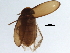  ( - BIOUG37611-D06)  @11 [ ] CreativeCommons - Attribution (2018) CBG Photography Group Centre for Biodiversity Genomics