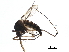  ( - BIOUG37611-H03)  @12 [ ] CreativeCommons - Attribution (2018) CBG Photography Group Centre for Biodiversity Genomics