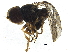  ( - BIOUG37613-F09)  @11 [ ] CreativeCommons - Attribution (2018) CBG Photography Group Centre for Biodiversity Genomics