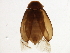  ( - BIOUG37614-C11)  @11 [ ] CreativeCommons - Attribution (2018) CBG Photography Group Centre for Biodiversity Genomics