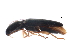  ( - BIOUG37616-A01)  @11 [ ] CreativeCommons - Attribution (2018) CBG Photography Group Centre for Biodiversity Genomics