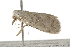  ( - BIOUG37460-D04)  @11 [ ] CreativeCommons - Attribution (2018) CBG Photography Group Centre for Biodiversity Genomics