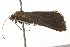  ( - BIOUG37461-A08)  @11 [ ] CreativeCommons - Attribution (2018) CBG Photography Group Centre for Biodiversity Genomics