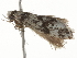  ( - BIOUG37461-F09)  @11 [ ] CreativeCommons - Attribution (2018) CBG Photography Group Centre for Biodiversity Genomics