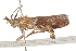  ( - BIOUG37463-G01)  @12 [ ] CreativeCommons - Attribution (2018) CBG Photography Group Centre for Biodiversity Genomics
