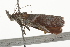  ( - BIOUG37463-G08)  @12 [ ] CreativeCommons - Attribution (2018) CBG Photography Group Centre for Biodiversity Genomics